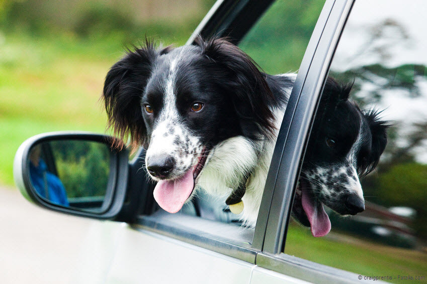 Hund im Auto: Tiere richtig transportieren